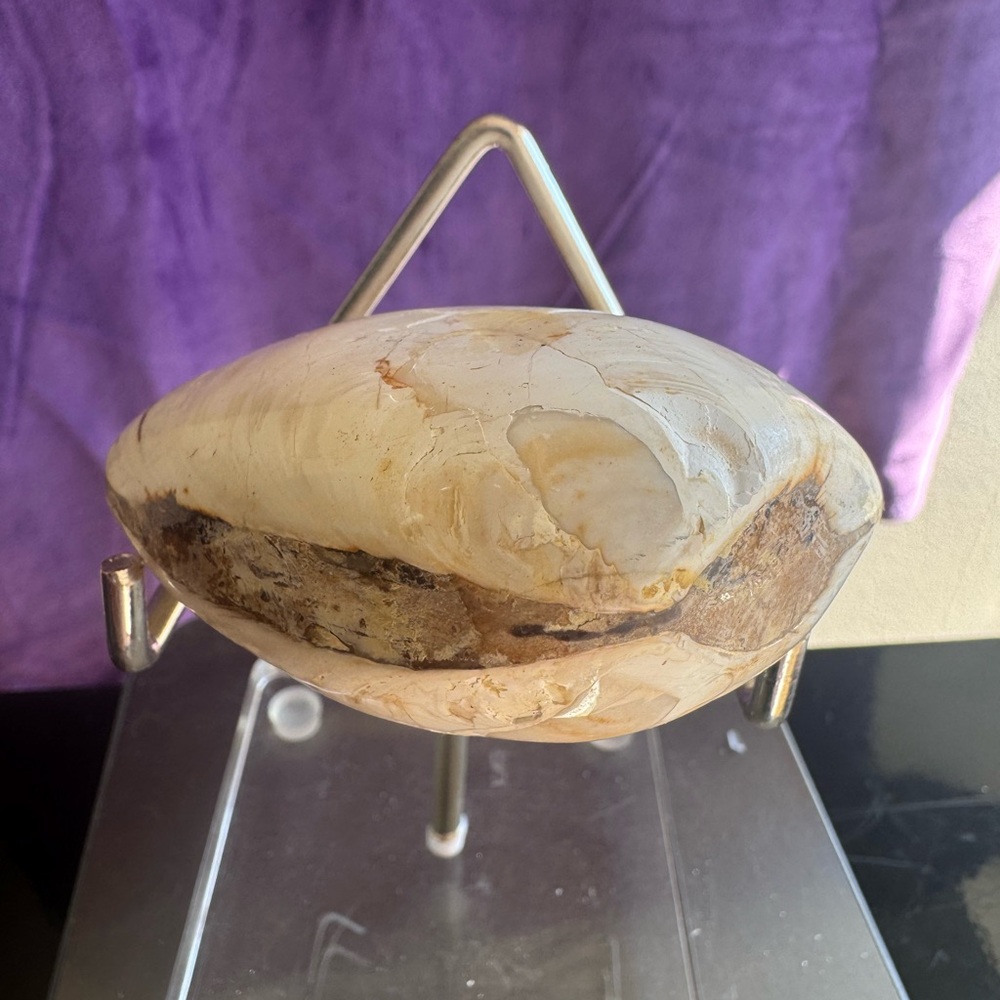 Fossilized Clam (Madagascar) - Picture 5 of 6